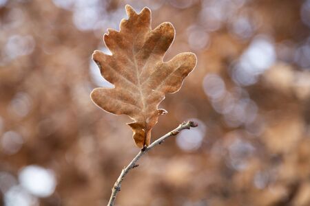 Plants with white frost on a cold winter morning