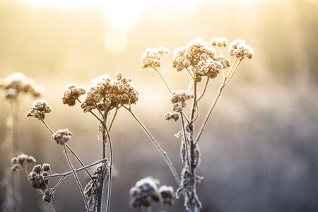 Plants with white frost on a cold winter morning