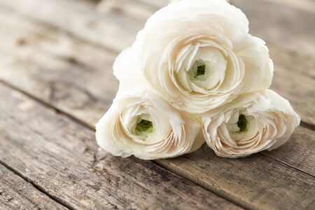 persian buttercup flower on a wooden grungy background, with natural lightの写真素材