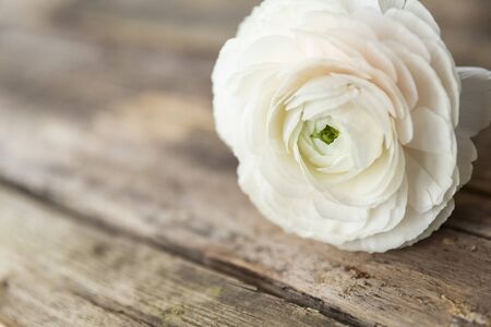 persian buttercup flower on a wooden grungy background, with natural lightの写真素材