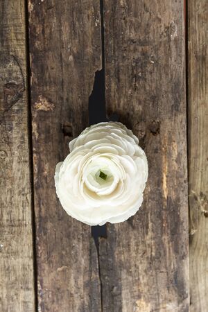 persian buttercup flower on a wooden grungy background, with natural lightの写真素材