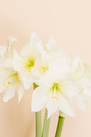 Amaryllis Plant in front a plain beige backgroundの写真素材