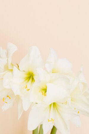 Amaryllis Plant in front a plain beige backgroundの写真素材