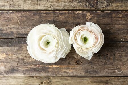 persian buttercup flower on a wooden grungy background, with natural lightの写真素材