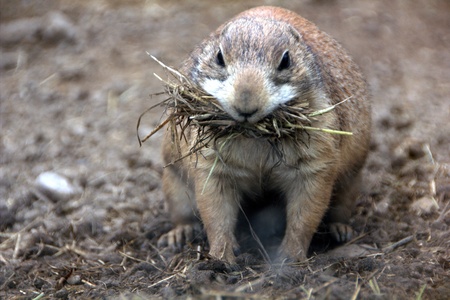 Gophersの写真素材