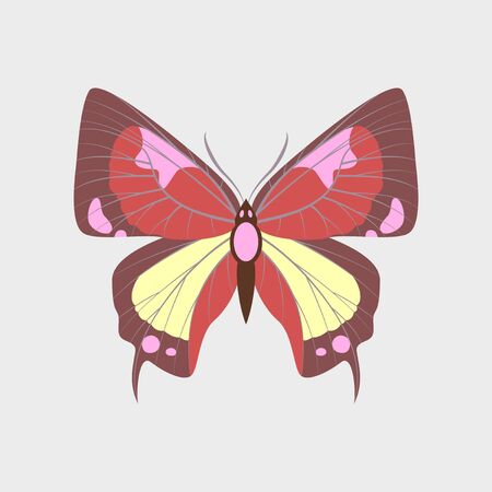 Colorful flat icon of butterfly isolated on whiteのイラスト素材