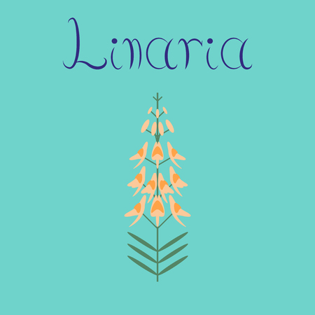 flat illustration on background herb Linariaのイラスト素材