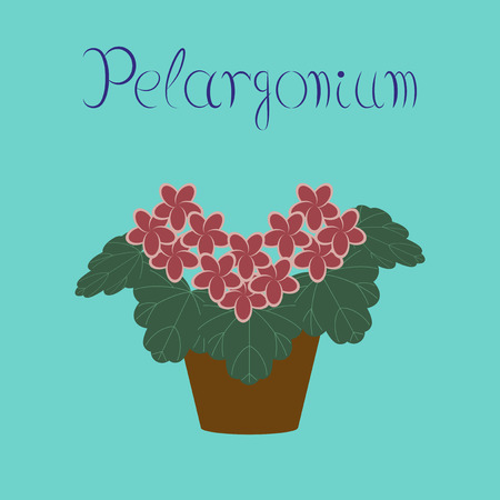 flat illustration stylish background plant Pelargoniumのイラスト素材