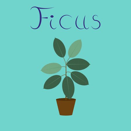 flat illustration on background plant Ficusのイラスト素材