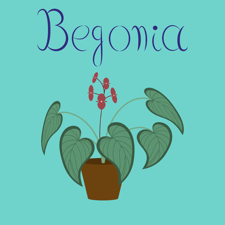 flat illustration on background plant Begoniaのイラスト素材