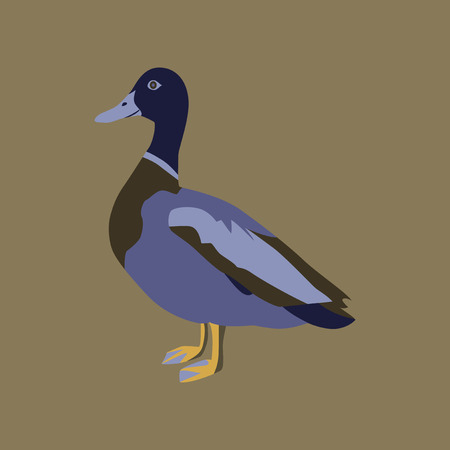 Vector illustration in flat style of wild duckのイラスト素材