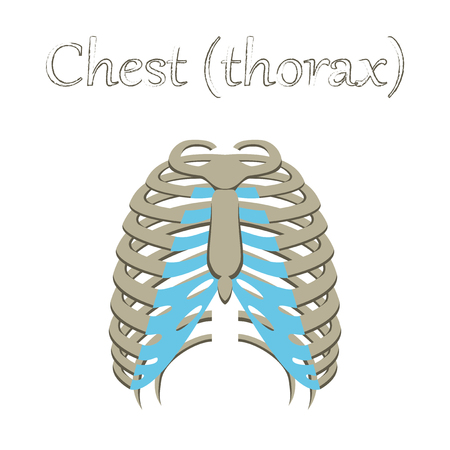 human organ icon in flat style chest thoraxのイラスト素材