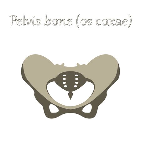 human organ icon in flat style pelvic bonesのイラスト素材
