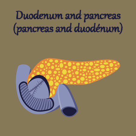 human organ icon in flat style duodenum and pancreasのイラスト素材
