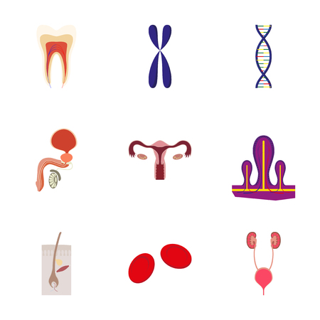 icons set in flat style human organs cellのイラスト素材