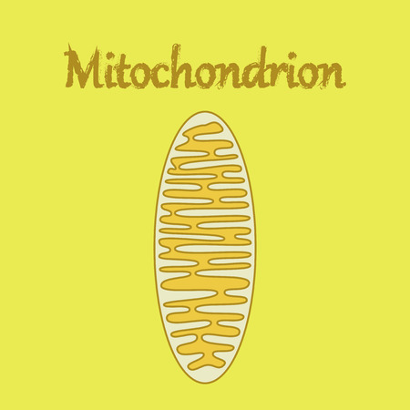 icon in flat style mitochondrionのイラスト素材