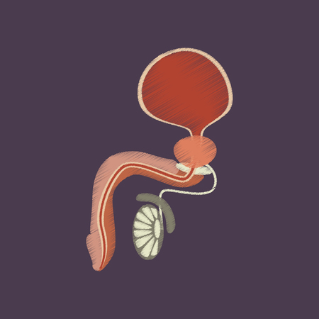 flat shading style icon Male Reproductive Systemのイラスト素材