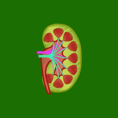 flat shading style icon kidneyのイラスト素材