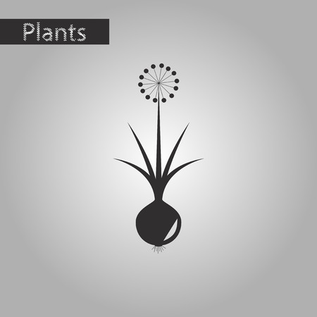 Black and white style icon of onionのイラスト素材
