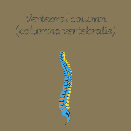 human organ icon in flat style vertebral columnのイラスト素材