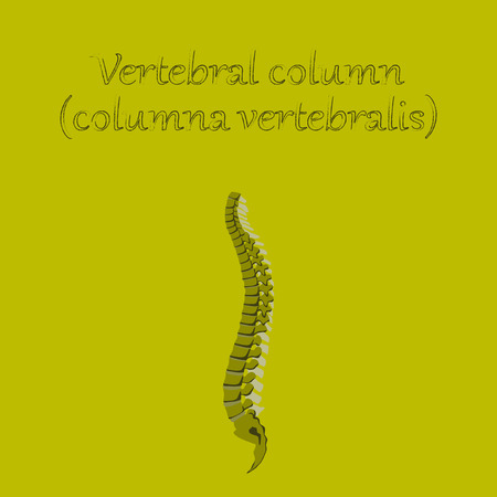 human organ icon in flat style vertebral columnのイラスト素材