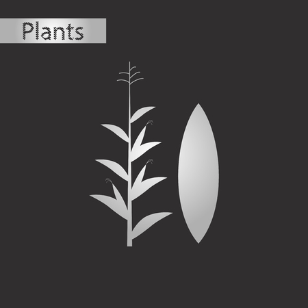 black and white style icon of zea maysのイラスト素材