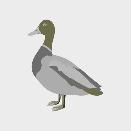 Vector illustration in flat style wild duckのイラスト素材
