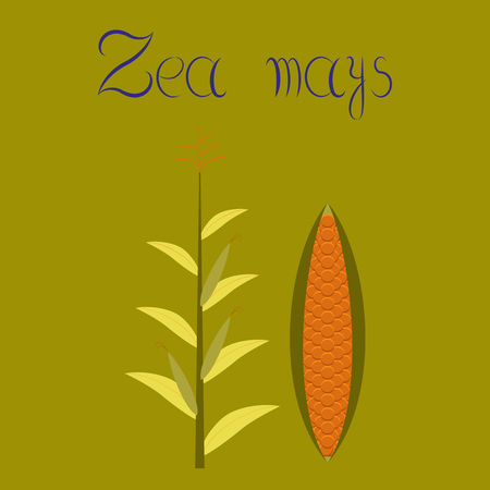 Flat illustration on background zea maysのイラスト素材