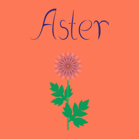 flat illustration on stylish background flower asterのイラスト素材