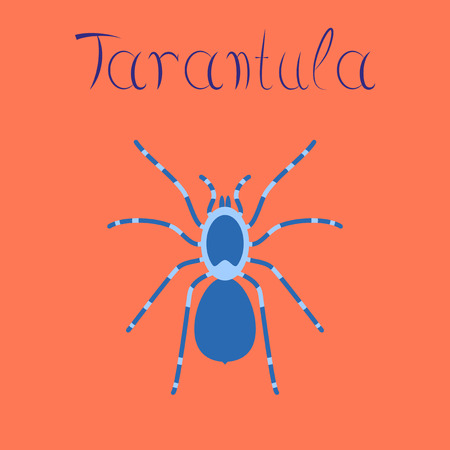 flat illustration on stylish background spider tarantulaのイラスト素材