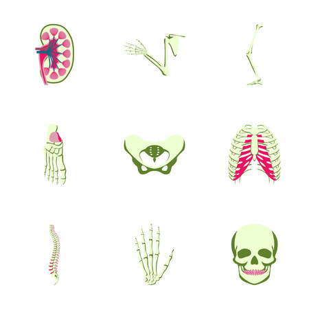 icons set in flat style human bonesのイラスト素材