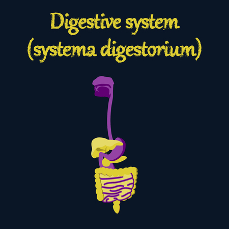 human organ icon in flat style digestive system