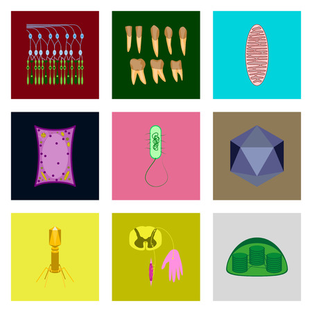 icons set in flat style cells viruses teethのイラスト素材