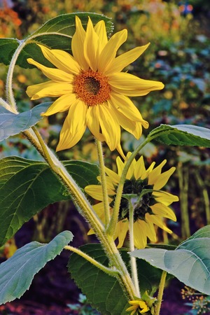 Two flowers of sunflower directed to the different parties
