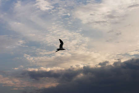 Silhouette of the seagull of a thundercloud flying aside