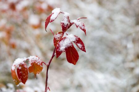Red leaves powdered with a snowの写真素材