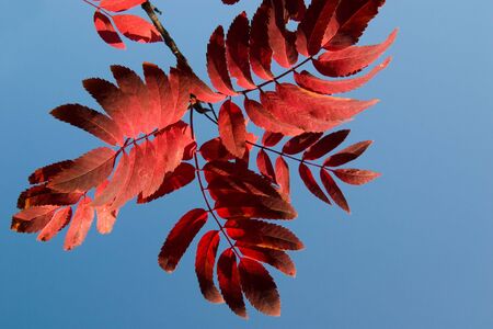 Red leaves of a mountain ash on a background of the blue skyの写真素材