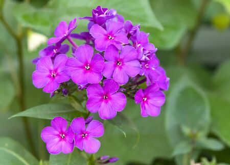  phloxes blossoming in a gardenの写真素材