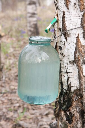 Gathering of birch sap in a spring woodの写真素材