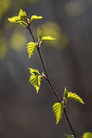 the first spring leaves - shallow depth of field
の写真素材