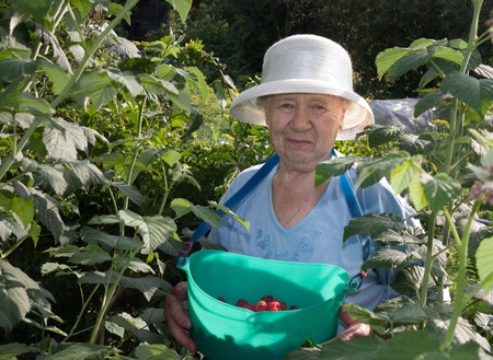 an elderly woman collects raspberries in the gardenの写真素材