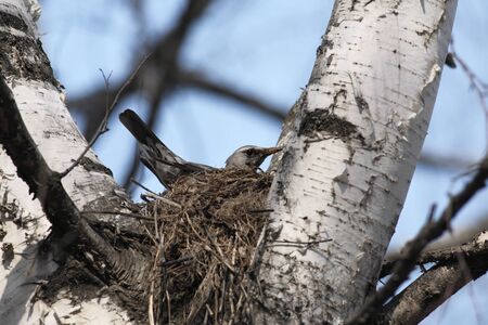 Fieldfare, Turdus pilaris, sitting in a nest in a treeの写真素材