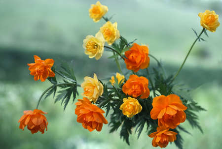 Globe-flower (Trollius asiaticus L and Trollius europaeus) - Siberian primrosesの写真素材