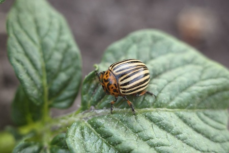 Colorado potato beetle on a potato leafの写真素材