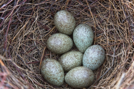 magpie's nest with seven eggsの写真素材