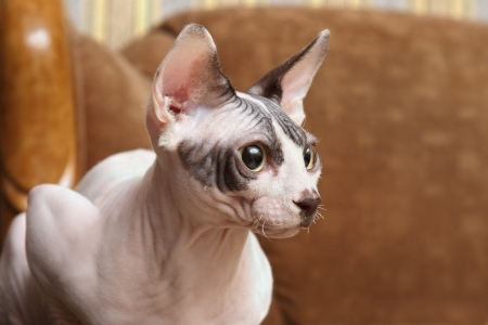 Portrait of a young cat - Sphynxの写真素材