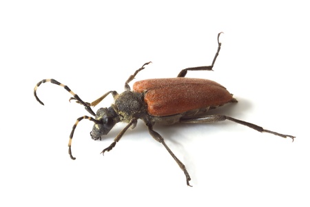 Longhorn beetle isolated on White Background