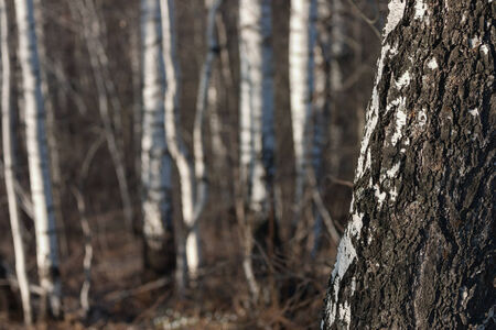 white birch trunk on blurred backgroundの写真素材