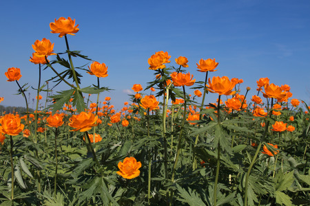 Globe-flower (Trollius asiaticus L) against the blue skyの写真素材