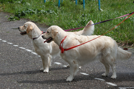 Two golden retrievers at an exhibition of dogsの写真素材
